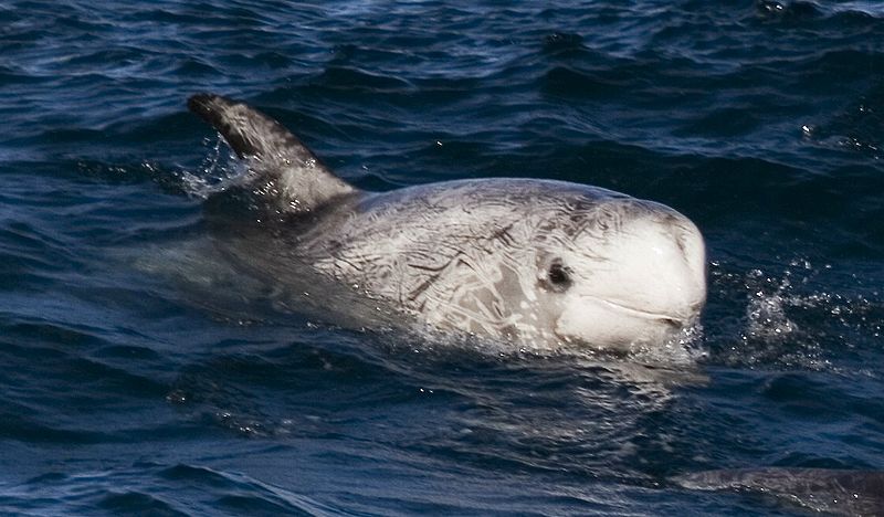 A photograph of a Risso's dolphin in the water.